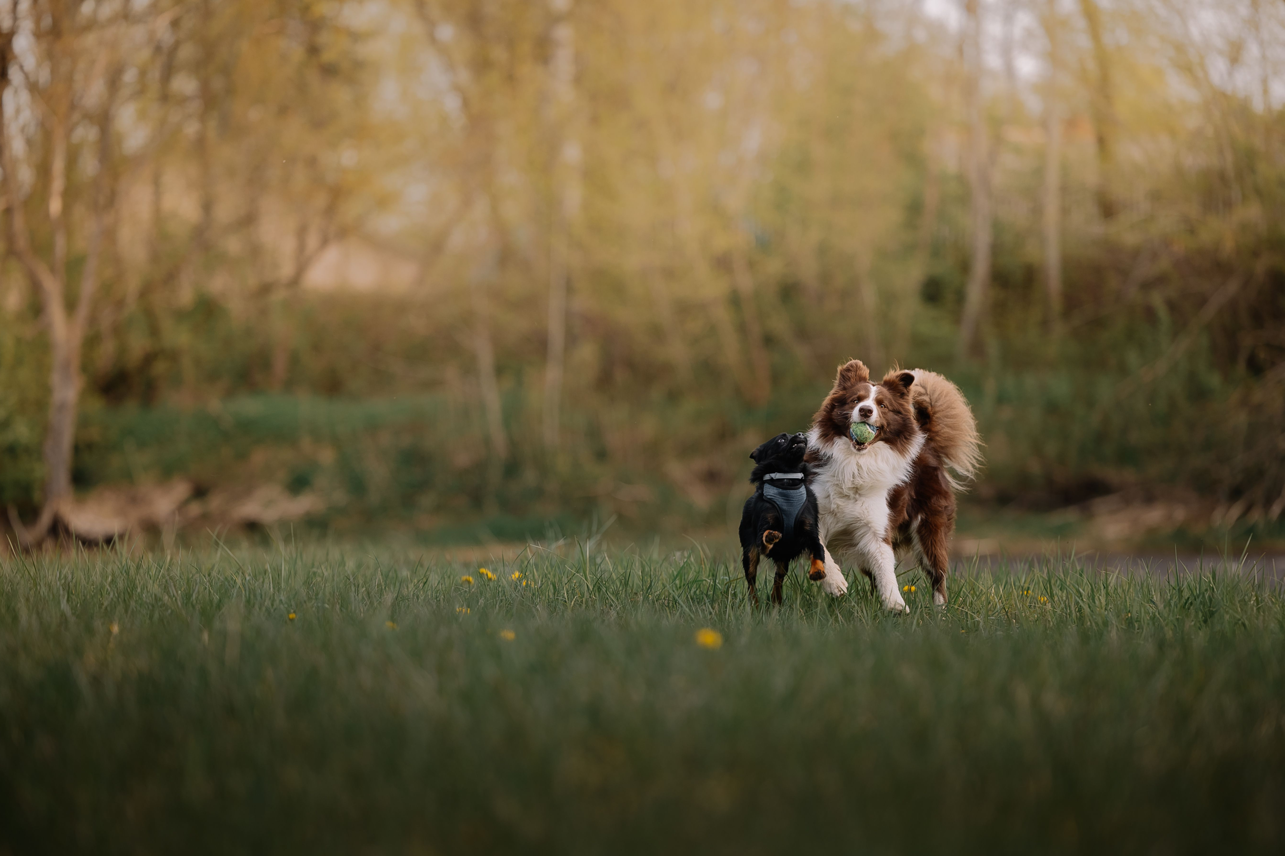 Pet Care